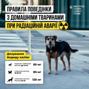 Якщо в момент радіаційної аварії ви опинилися з твариною на вулиці Якщо в момент радіаційної аварії ви опинилися з твариною на вулиці