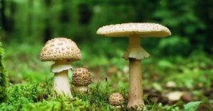 Отруєння грибами: профілактика і перша допомога Отруєння грибами: профілактика і перша допомога