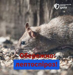 Лептоспіроз Лептоспіроз